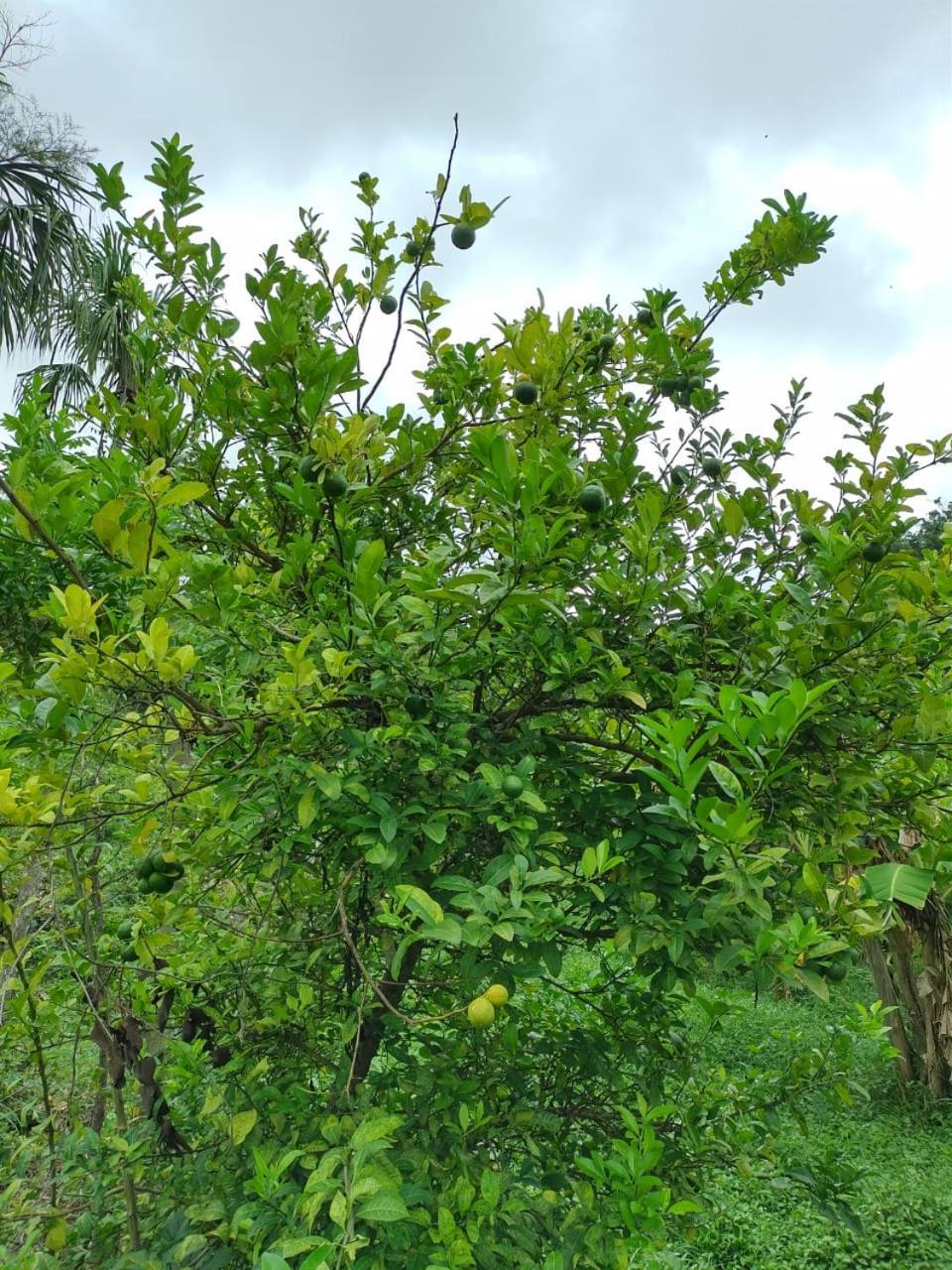 Cabana Wiwa Tayrona Los Naranjos Dış mekan fotoğraf